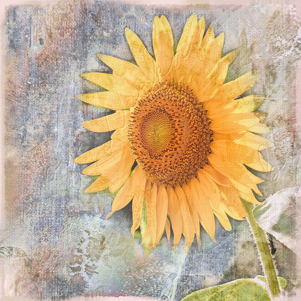 Sonnenblumen wandbild im shabby landhausstil